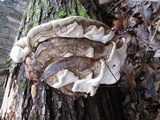 Fomitopsis ochracea image