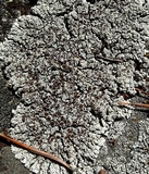 Lobothallia alphoplaca image