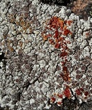 Lobothallia alphoplaca image
