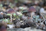 Psathyrella bipellis image