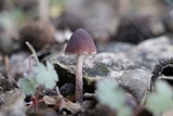 Psathyrella bipellis image