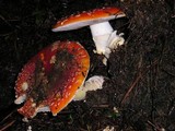 Amanita amerimuscaria image