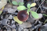 Psathyrella bipellis image