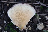 Tapinella panuoides image