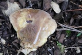 Tapinella panuoides image
