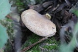 Tapinella panuoides image