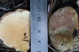 Tapinella panuoides image