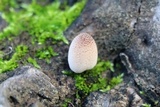 Coprinellus domesticus image