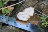 Coprinellus domesticus image