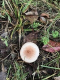 Echinoderma asperum image