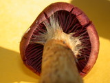 Cortinarius smithii image