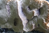 Coriolopsis gallica image