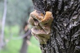 Coriolopsis gallica image