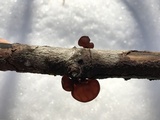 Exidia crenata image