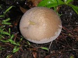 Lycoperdon curtisii image