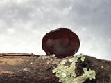 Exidia crenata image