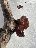 Exidia crenata image