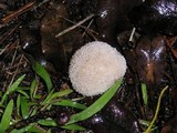 Lycoperdon curtisii image