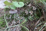 Geopora arenosa image