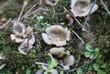 Geopora arenosa image