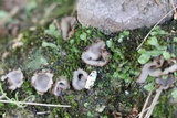 Geopora arenosa image