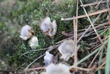 Geopora arenosa image