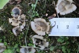 Geopora arenosa image