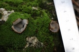 Geopora arenosa image