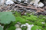 Geopora arenosa image