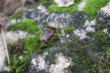 Geopora arenosa image