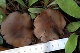 Lepista sordida image