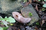 Lepista sordida image