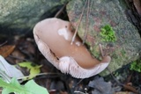 Lepista sordida image