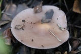 Lepista sordida image