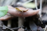 Lepista sordida image