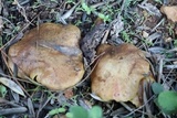 Suillus collinitus image