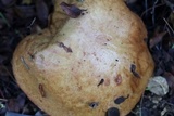 Suillus collinitus image