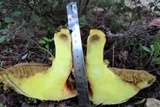 Suillus collinitus image