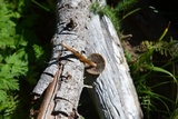 Psilocybe mescaleroensis image