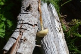 Psilocybe mescaleroensis image