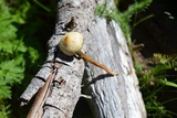 Psilocybe mescaleroensis image