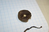Psilocybe mescaleroensis image