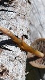 Psilocybe mescaleroensis image