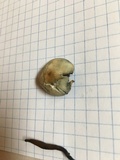 Psilocybe mescaleroensis image