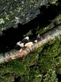 Plicaturopsis crispa image