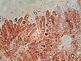 Cystoderma amianthinum image