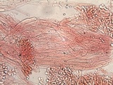 Cystoderma amianthinum image