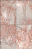 Cystoderma amianthinum image