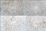 Cystoderma amianthinum image