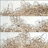 Cystoderma amianthinum image